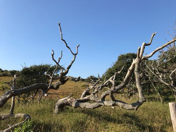 Dead tree on field against clear sky