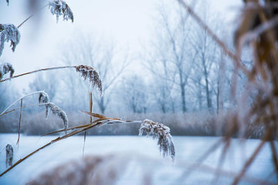 Close-up of frozen plants against sky