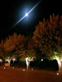 Cat on illuminated tree against sky at night