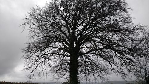 Low angle view of bare tree against sky