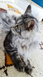 Close-up portrait of a cat at home