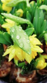 Close-up of wet flower plant