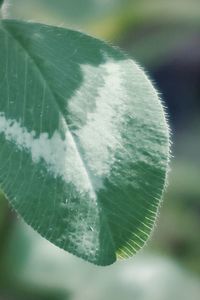 Close-up of green leaves