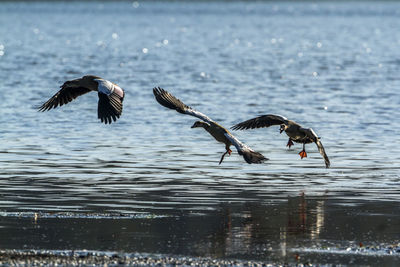 Birds flying over lake