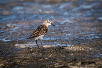 Close-up of bird on beach