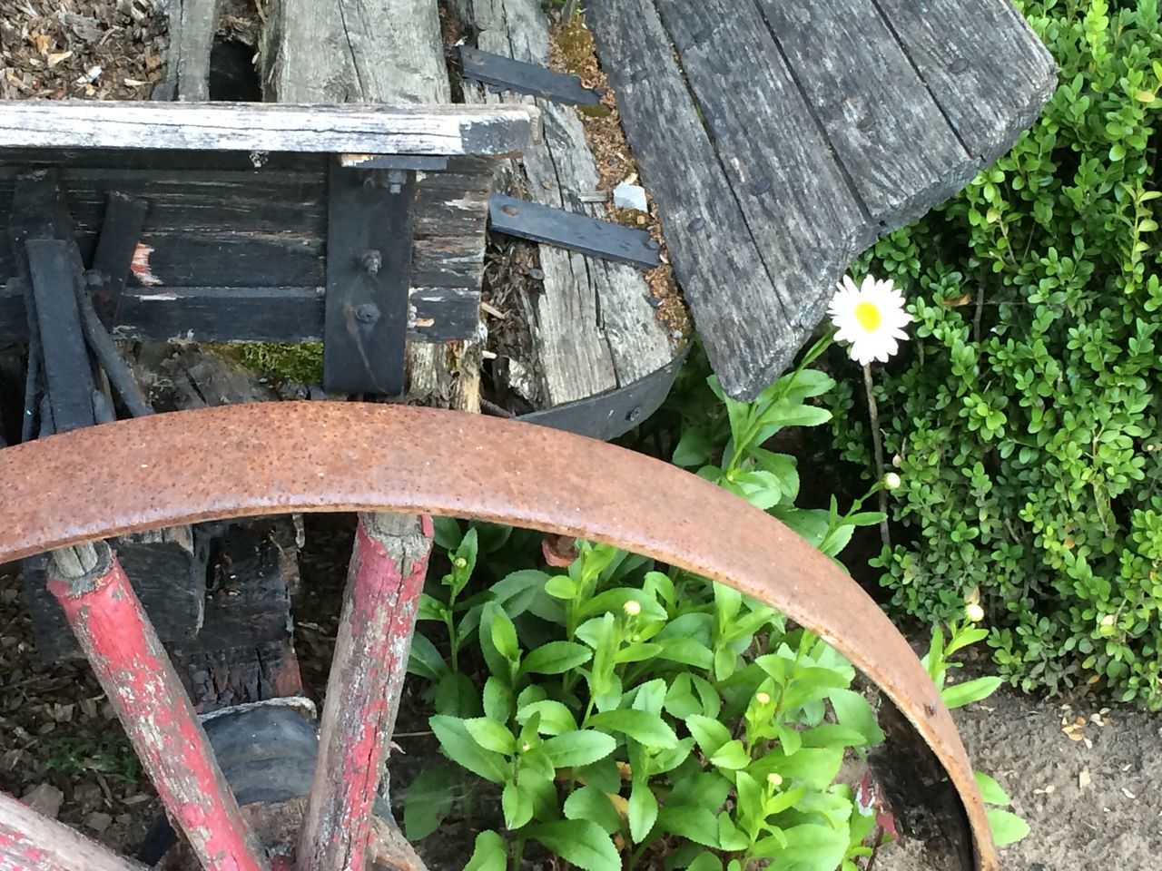 flower, plant, growth, fragility, leaf, wood - material, freshness, high angle view, nature, petal, beauty in nature, front or back yard, close-up, green color, wooden, day, flower head, potted plant, outdoors, no people