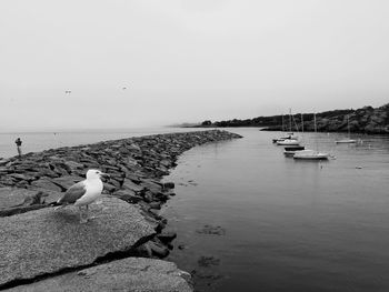 Birds flying over calm sea