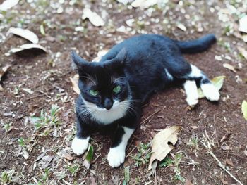 High angle view of cat on field