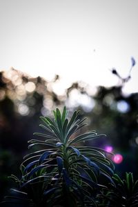 Close-up of purple flowering plant against sky