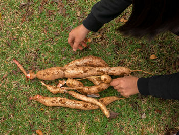 High angle view of man preparing food on field