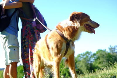 Low section of man walking with dog