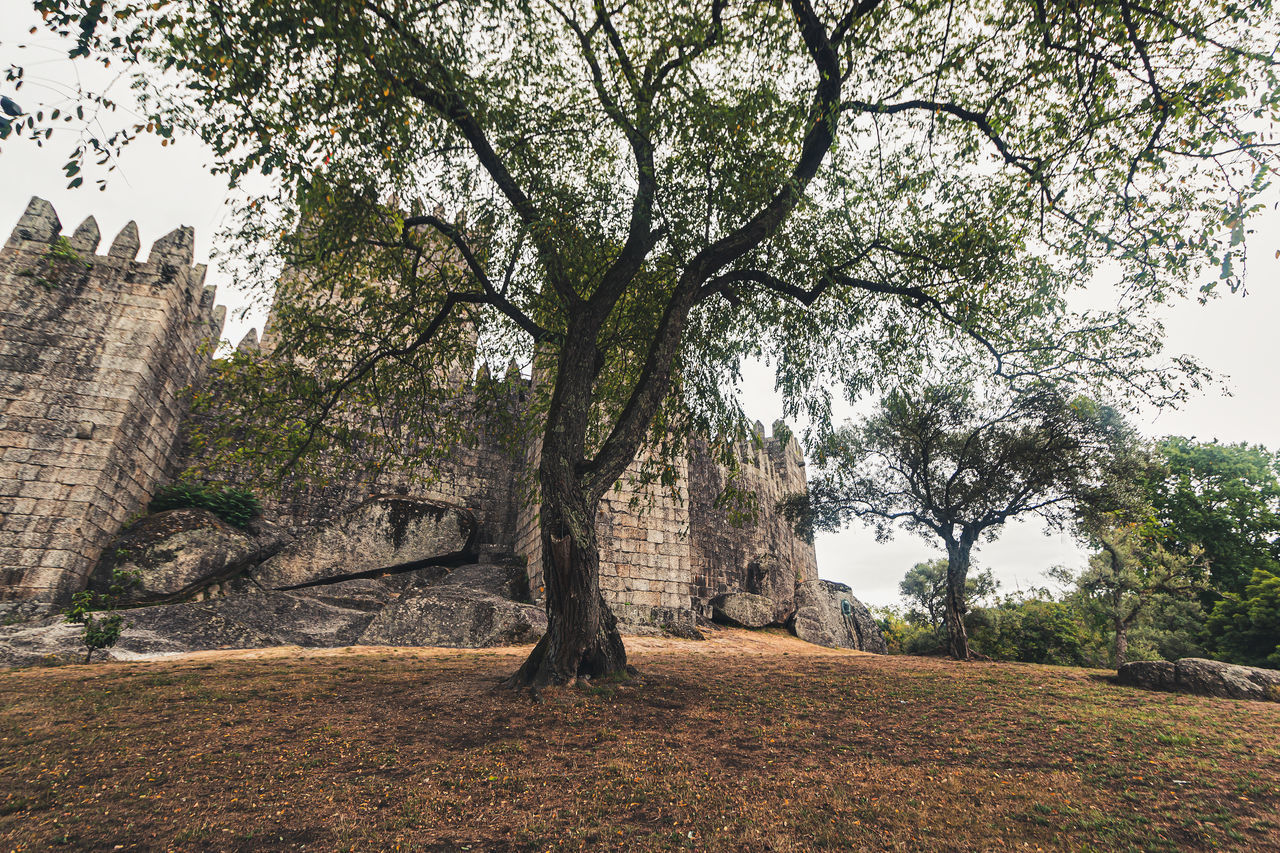 TREES ON FIELD