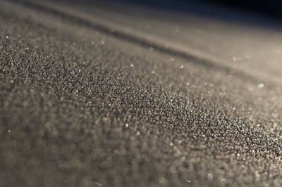 Close-up of leaf