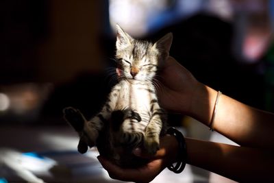 Close-up of woman holding kitten