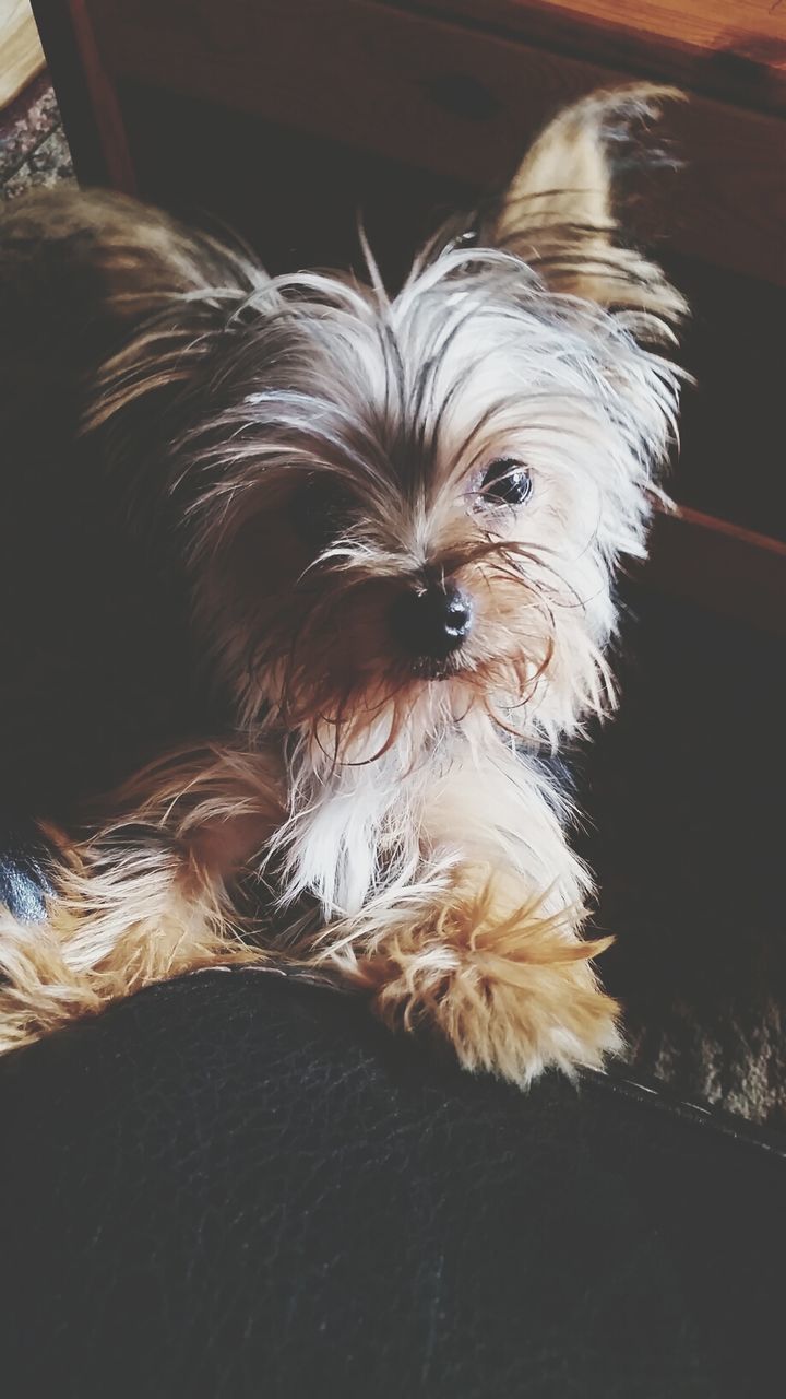 indoors, domestic animals, animal themes, pets, one animal, dog, mammal, animal hair, close-up, home interior, high angle view, animal head, animal body part, relaxation, no people, brown, lying down, portrait, looking at camera, table