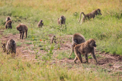 Monkeys on grassy field