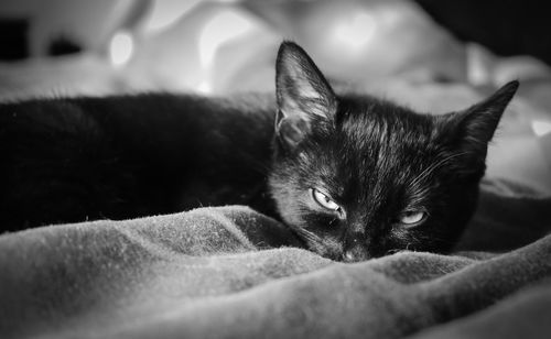 Close-up portrait of a cat