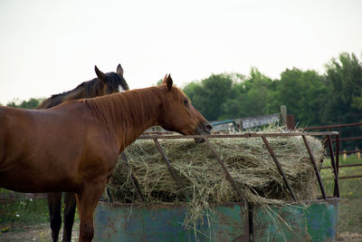 Horse standing on field against sky