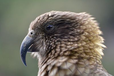 Close-up of kakapo
