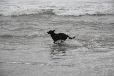 Dog on beach