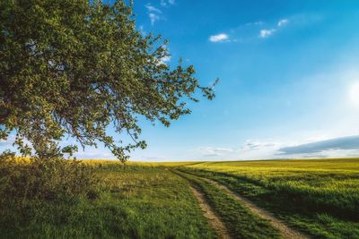 Scenic view of field against sky