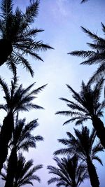 Low angle view of palm trees against blue sky