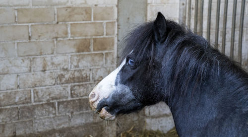 Side view of a horse looking away against brick wall
