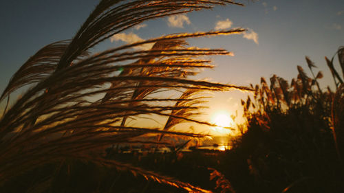 Close-up of silhouette palm trees against sunset sky