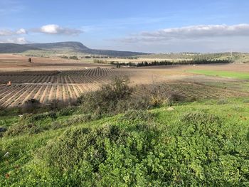 Scenic view of agricultural field against sky