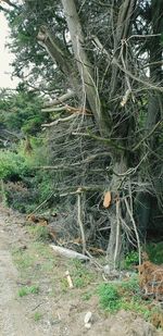 Plants growing on land in forest