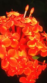 Close-up of orange flowers blooming outdoors