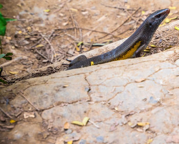 High angle view of lizard on land