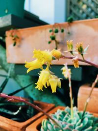 Close-up of yellow flowering plant