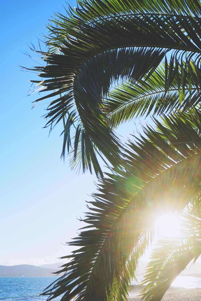 palm tree, sea, tree, nature, no people, beach, outdoors, low angle view, beauty in nature, scenics, clear sky, sky, growth, horizon over water, tropical climate, day, water