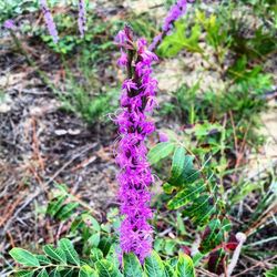 Close-up of purple flowers