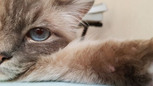 Close-up portrait of a cat