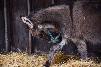 Close-up of a donkey in stable