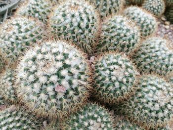 Full frame shot of cactus