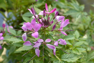 Close-up of insect on purple flowers