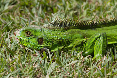 Close-up of lizard on grass