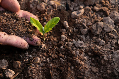 Cropped image of hand holding plant
