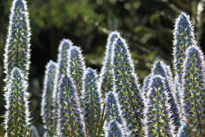 Close-up of flowering plants