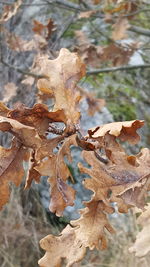 Close-up of autumn leaf on tree