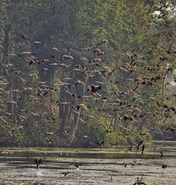 View of birds flying over land