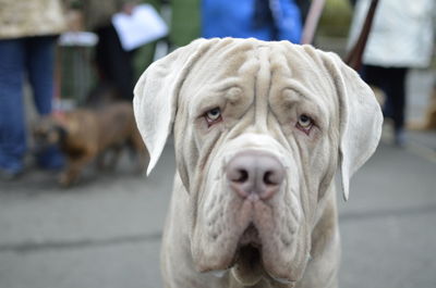 Close-up portrait of a dog