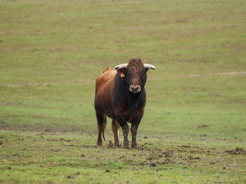 Cow on field