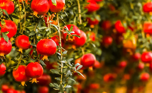 Close-up of red berries growing on tree