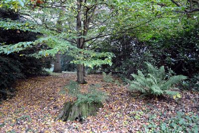 Plants and trees in park