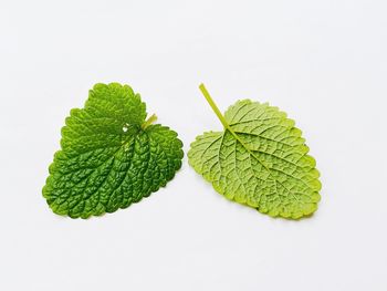 Close-up of green leaves against white background