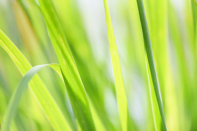 Close-up of fresh green grass